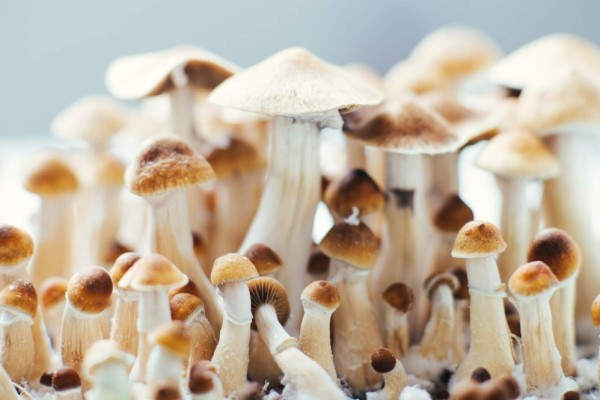 New psilocybin 'shroom research
