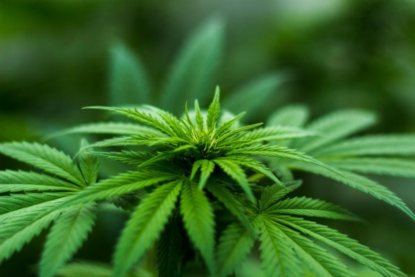 Got cannabis questions? 