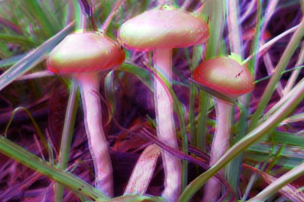 Blue meanies and gold tops: Shroom safety tips from an ecologist